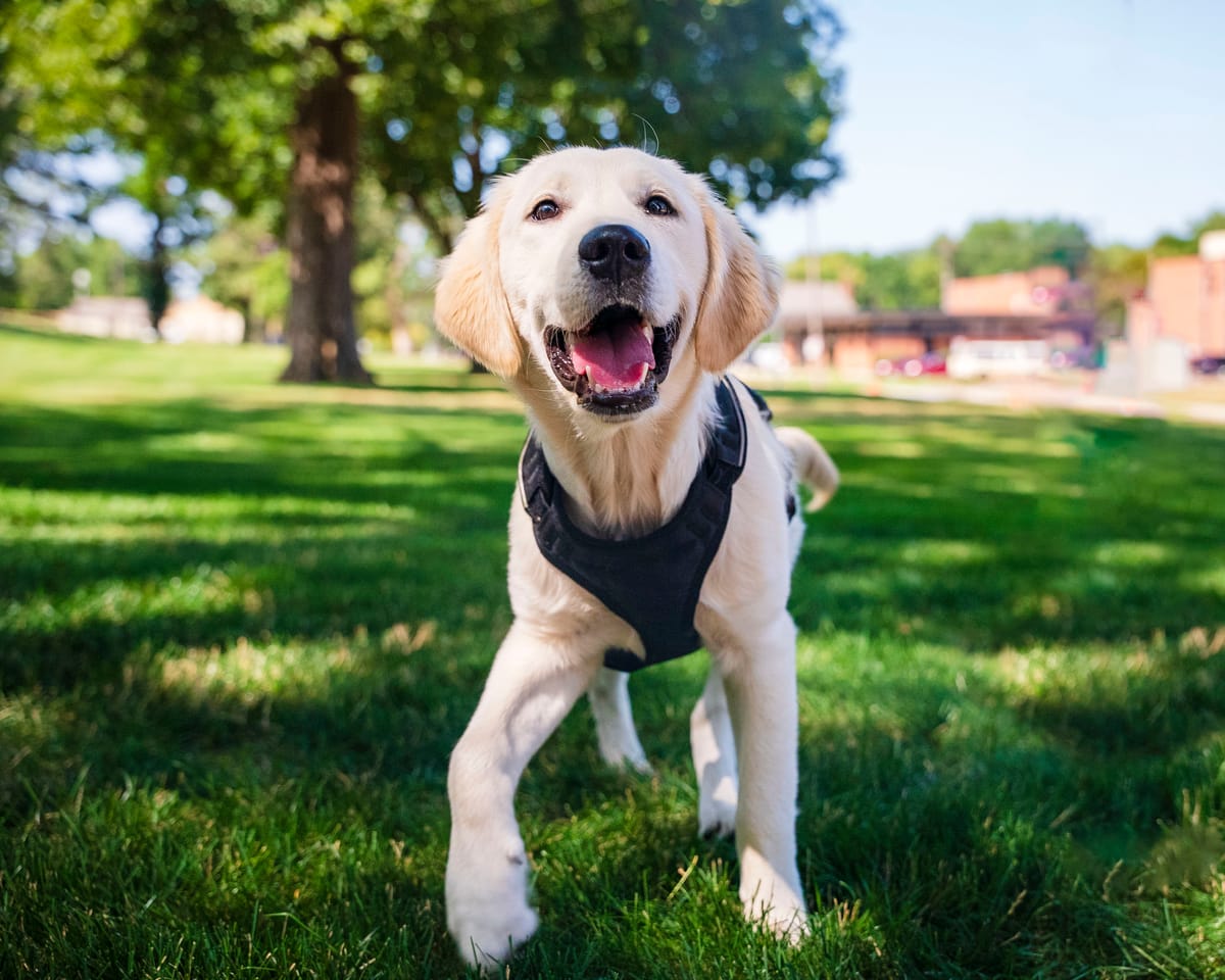 Meet Augustana's new four-legged mascot