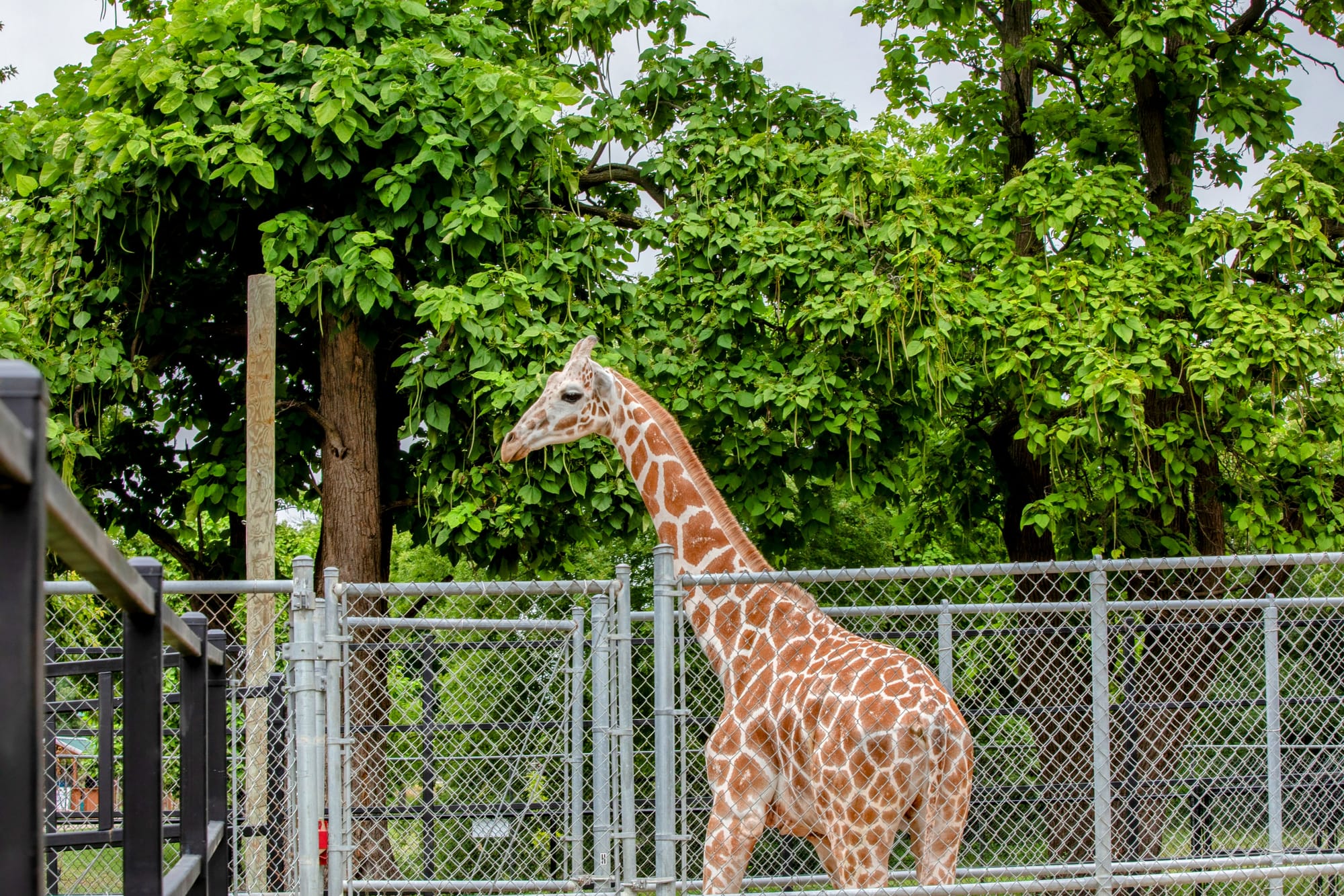 Meet the new animals at the zoo