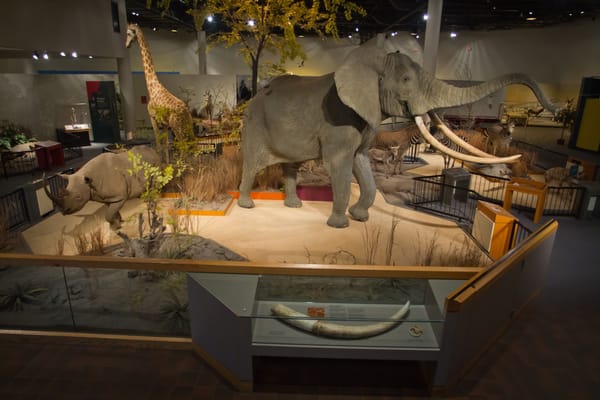 Most taxidermy at the zoo is in good condition – so what happens next?