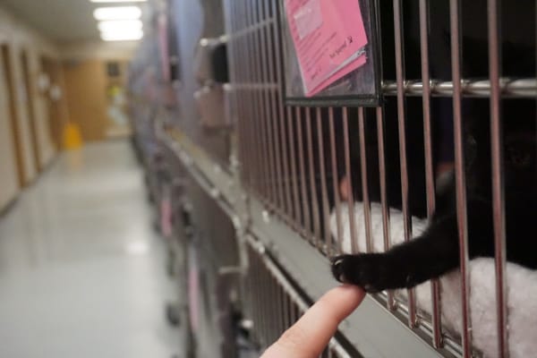 What's behind the humane society's record-breaking month of adoptions