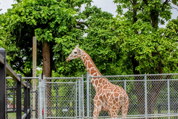 Meet the new animals at the zoo