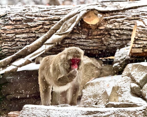 How the zoo keeps animals (and visitors) warm year-round