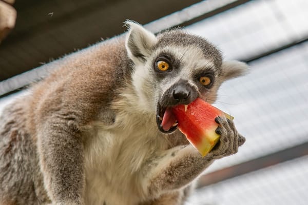 Why it's time to get a zoo membership